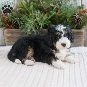 Duncan, Mini Bernedoodle Puppy